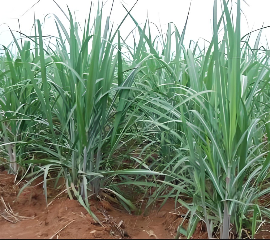 分蘗能力強的糖蔗飼料化測試品種，糖蔗飼料化新技術，將糖蔗粉碎后直接飼喂或發酵后飼喂豬雞鴨鵝等動物喜吃長得快，且疾病少、成本低、肉質好